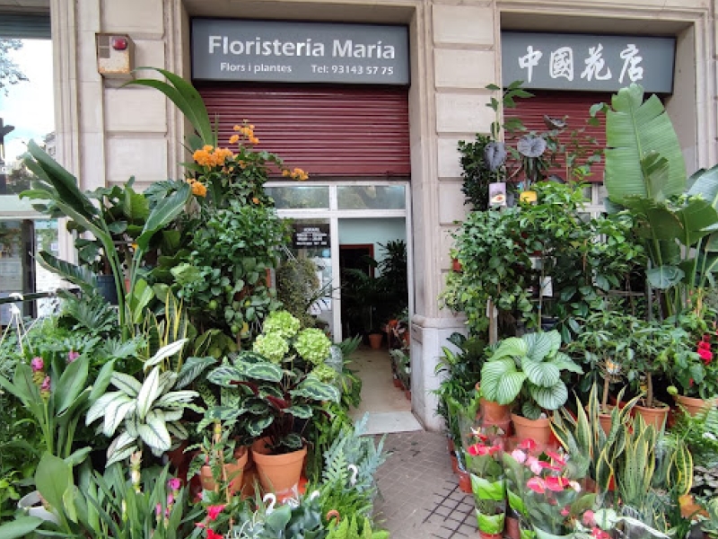 Floristeria Maria BCN